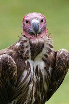 Lappet-faced vulture or Nubian Vulture