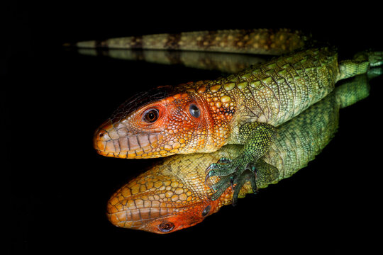 Caiman Lizards" Images – Browse 285 Stock Photos, Vectors, and Video |  Adobe Stock