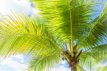Green palm leaves are flooded with sun. The crown of a palm tree against a cloudy sky. The concept...