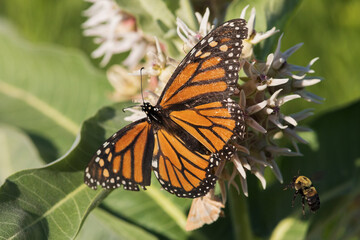 Fototapeta na wymiar Monarch butterfly and bumble bee on milkweed