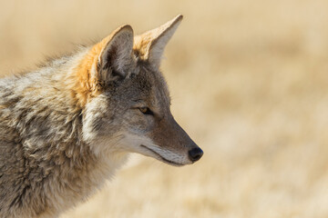 Coyote close-up