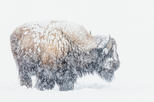 Bison, winter storm