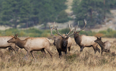Naklejka na ściany i meble Rocky Mountain Elk, competing bulls