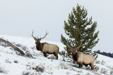 Rocky Mountain bull elk, winter companions