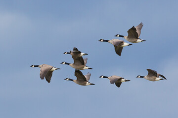 Canada geese flock