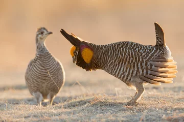 Foto op Plexiglas Greater prairie chicken courting hen © Danita Delimont