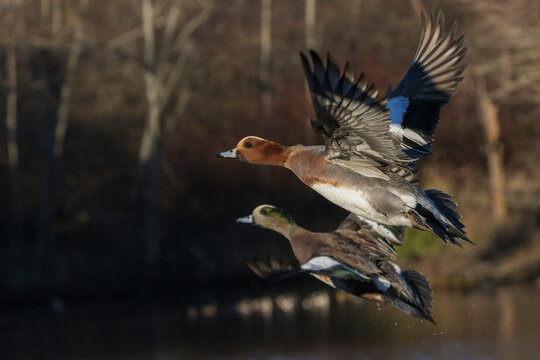 Eurasian and American wigeon in flight