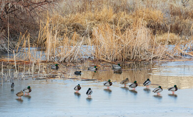 Mallard in winter wetland