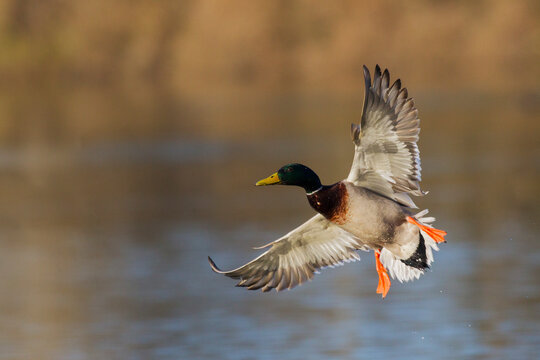 Mallard Drake Alighting