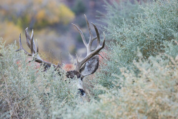Mule deer buck, peeking