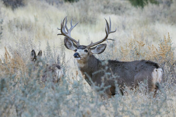 Mule deer buck courting hidden doe