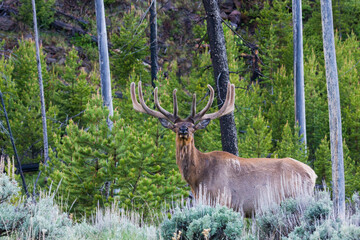 Rocky Mountain bull elk, spring velvet antlers