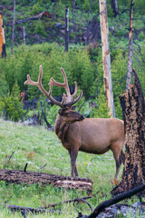 Rocky Mountain bull elk, velvet antlers