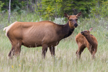 Naklejka na ściany i meble Rocky Mountain cow elk with calf