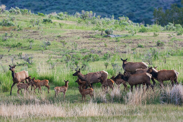 Naklejka na ściany i meble Rocky Mountain elk herd, cows and newborn calves