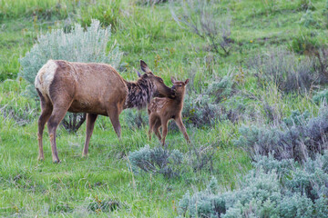 Cow elk with calf