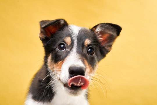 funny puppy plays. happy dog licks its lips on a yellow background. 
