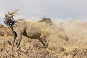 Wild horse stallion dust bathing