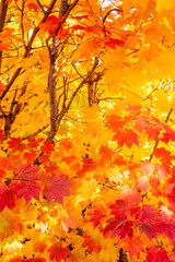 vine maple fall color foliage along highway US20 on the Santiam pass, Willamette National forest, Oregon