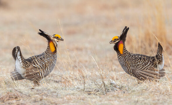 Greater Prairie Chickens, Competing Males