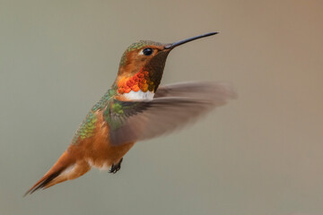 Fototapeta na wymiar Male Rufous hummingbird