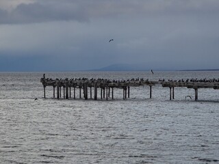 Penguins on the dock