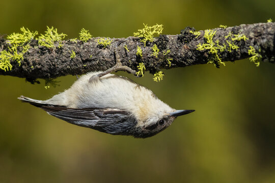 Pygmy Nuthatch