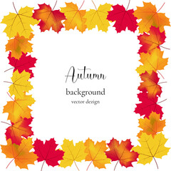 A frame of multicolored autumn maple leaves on a transparent layer