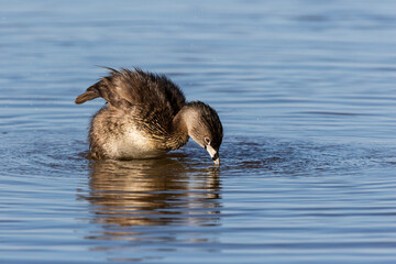 Pied-billed grebe bathing in wetland, Marion County, Illinois.