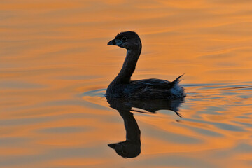 Pied-billed grebe in wetland at sunrise, Marion County, Illinois.