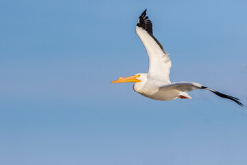 Fototapeta na wymiar American white pelican flying, Clinton County, Illinois.