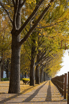 Bright yellow-leafed ginkgo trees line the roadside in Asan, South Korea. This Instagram-worthy spot is a very popular travel destination in the Fall in Korea.