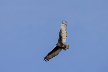 Turkey vulture flying, Marion County, Illinois.