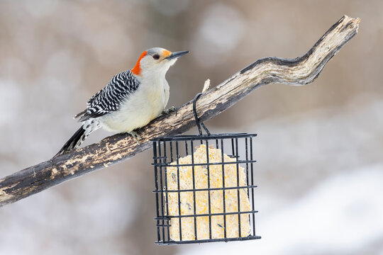 Red-bellied woodpecker female at suet basket, Marion County, Illinois.