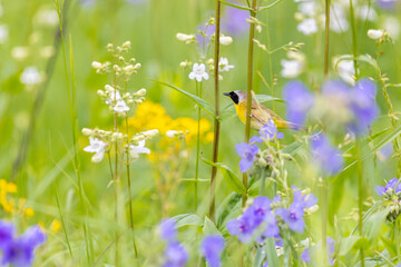 Common yellowthroat male in a prairie in spring, Jasper County, Illinois.
