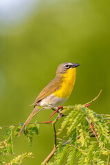 Yellow-breasted chat, Marion County, Illinois.