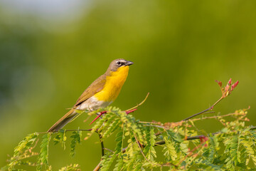 Yellow-breasted chat, Marion County, Illinois.