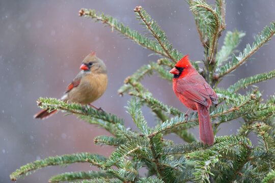 Northern cardinal male and female in fir tree in snow, Marion County, Illinois.