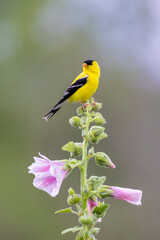 American goldfinch male on hollyhock, Marion County, Illinois.