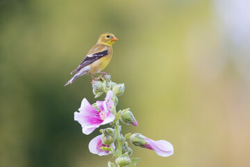 American goldfinch female on hollyhock, Marion County, Illinois.