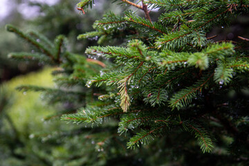 Close up view on a pine branch with raindrops. Copy space