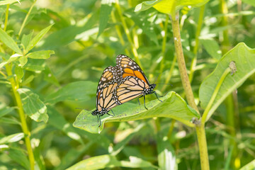 Monarchs mating on Common Milkweed