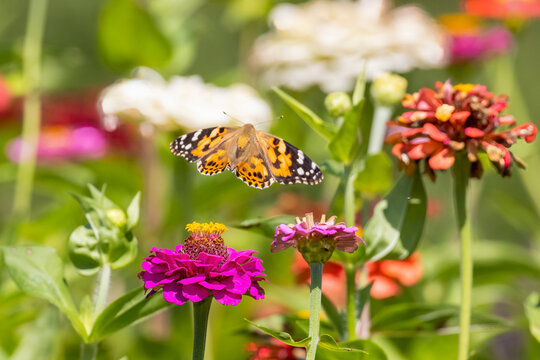 Painted Lady Flying