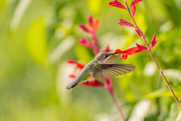 Ruby-throated hummingbird female