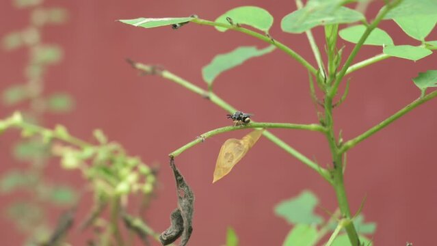 A newly emerged yellow-legged chalcid wasp cleans its body and prepares to the environment