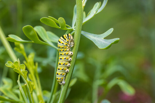 Black Swallowtail Caterpillar Feeding On Rue