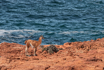 Argentina, Patagonia. Young guanaco traverses rocky cliff