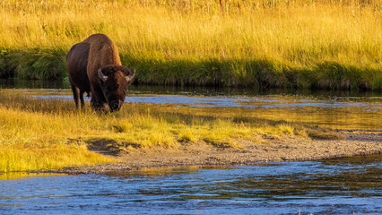 Bison / Wildlife / Madison River / Yellowstone National Park