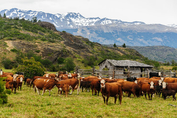 Fototapeta na wymiar Chile, Aysen. Herd of cattle grazing in Tamango National Reserve.