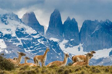 Fototapeta Patagonia, herd of guanacos with Paine Towers in background, Torres Del Paine National Park. obraz